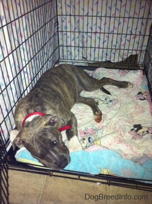 A blue-nose brindle Pit Bull Terrier puppy is laying down on a Minnie Mouse blanket that is at the bottom of a dog crate.