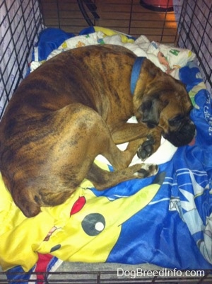 A brown with black and white Boxer is sleeping in a crate on top of a Pokemon sleeping bag.