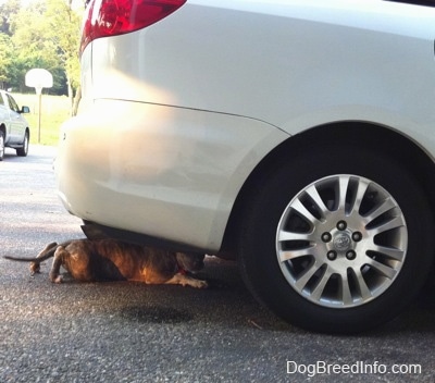 A blue-nose brindle Pit Bull Terrier puppy is crawling under a white Toyota Sienna Minivan.