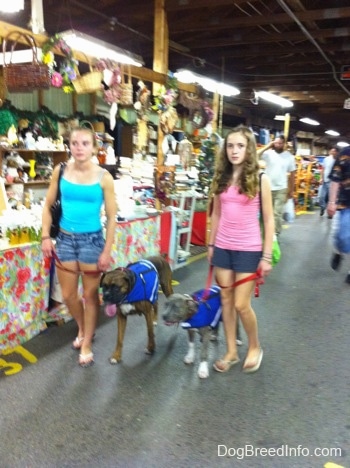 A girl in blue and a girl in pink are leading a dog and a puppy through a flea market.