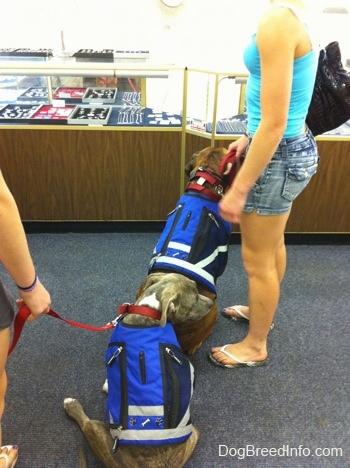 The back of a blue-nose brindle Pit Bull Terrier puppy and a brown with black and white Boxer that are wearing vests and they are sitting in a jewelry store. There is a girl in blue standing next to the Boxer.