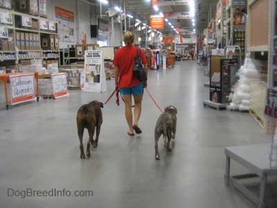 A person in a red shirt is leading a brown brindle Boxer and a blue-nose brindle Pit Bull Terrier puppy down an aisle in a Home Depot.