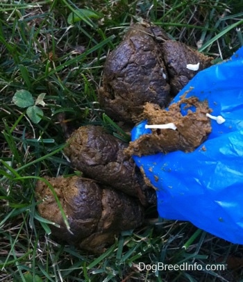 Close up - poop in grass with worms in it and a blue bag is next to them.