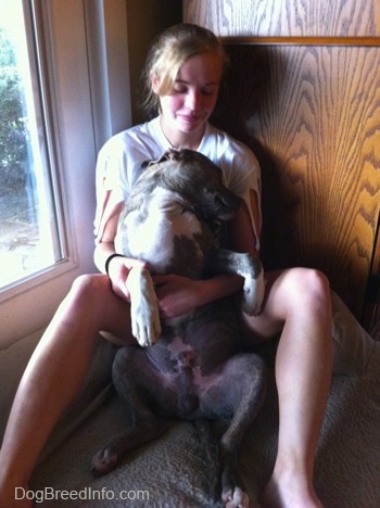 A blue-nose brindle Pit Bull Terrier puppy is relaxed and sleeping belly-out in the lap of a blonde-haired girl who is sitting on the floor leaning against a wooden cabinet and a door and holding on to the stomach of the puppy.