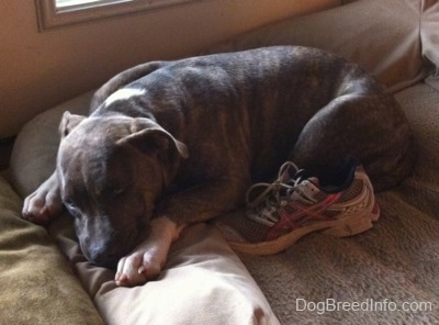 Close up - A blue-nose brindle Pit Bull Terrier puppy is sleeping on a dog bed and next to him is a pink and gray sneaker.