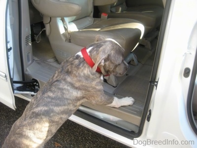 A blue-nose brindle Pit Bull Terrier puppy is jumping into the back of a Toyota Sienna minivan.