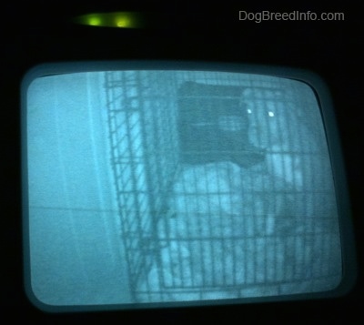 A still image of a video puppy monitor that shows a blue-nose brindle Pit Bull Terrier puppy sitting towards the back of a crate.