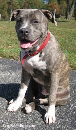 A happy-looking, blue-nose brindle Pit Bull Terrier puppy is sitting on a blacktop surface looking forward. His mouth is open, tongue is out and it looks like he is smiling.