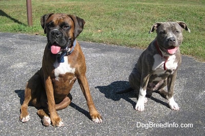 A brown brindle Boxer is sitting next to a blue-nose brindle Pit Bull Terrier puppy. They are both sitting on a blacktop surface and both of their mouths are open looking like they are smiling.