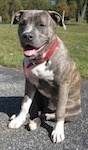 The front left side of a blue-nose Brindle Pit Bull Terrier that is sitting outside on a blacktop