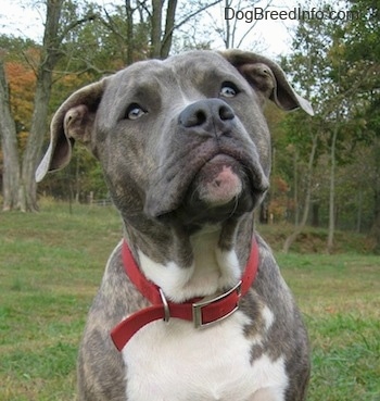 Close up head and upper body shot - A blue-nose brindle Pit Bull Terrier puppy is sitting on grass looking up and his head is slightly tilted to the left.