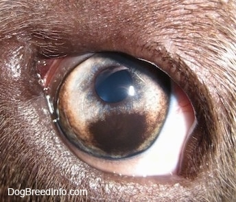 Close up - A brown spot in the eye of a blue-nose brindle Pit Bull Terrier that covers the corner of the eye.
