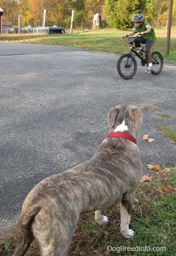 The back of a blue-nose brindle Pit Bull Terrier that is standing in grass looking at a boy riding a bike across a blacktop surface.