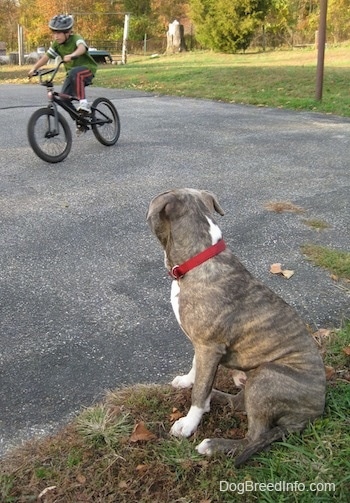 A blue-nose brindle Pit Bull Terrier is sitting in grass and he is looking at a boy riding a bike.