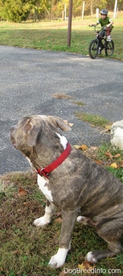 A blue-nose brindle Pit Bull Terrier is sitting in grass and he is watching a boy prepare to ride a bike.