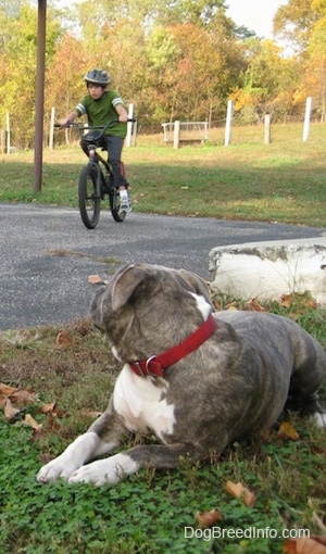 A blue-nose brindle Pit Bull Terrier is laying in grass watching a boy ride a bike.