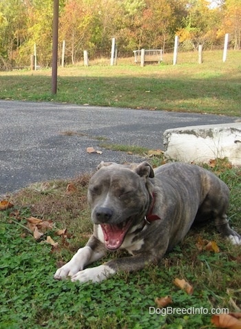 A blue-nose brindle Pit Bull Terrier is laying in grass yawning.