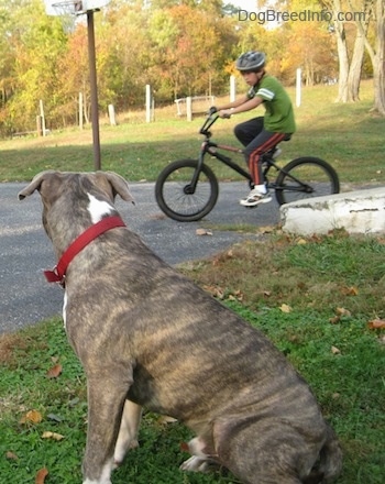 A blue-nose brindle Pit Bull Terrier is sitting in grass and he is looking to the right at a boy who is riding a bike across a blacktop surface.