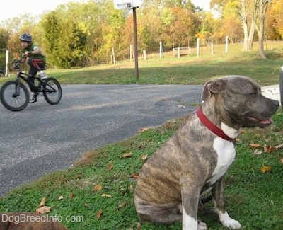 A blue-nose brindle Pit Bull Terrier is sitting in grass and his back is facing the boy who is riding a bike.