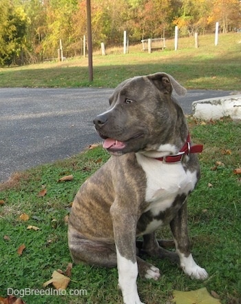 A blue-nose brindle Pit Bull Terrier is sitting in grass and his back is facing a blacktop surface. He is looking to the left, his mouth is open and his tongue is out.