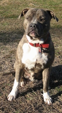 Front view - A wide-chested blue-nose Brindle Pit Bull Terrier is sitting in grass and he is looking forward.