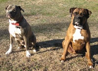 A blue-nose Brindle Pit Bull Terrier is sitting next to a brown brindle Boxer in grass and looking forward.