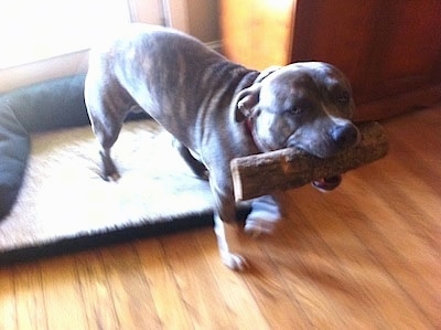 A blue-nose brindle Pit Bull Terrier has a log in his mouth and he is walking across a hardwood floor inside of a living room.
