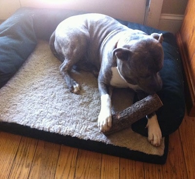 A blue-nose brindle Pit Bull Terrier is chewing on a log and he is laying in a dog bed.