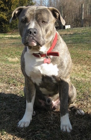 Front view - A wide-chested, blue-nose brindle Pit Bull Terrier is sitting in grass and he is looking forward.
