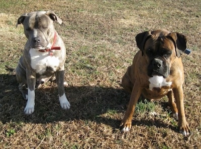 A blue-nose Brindle Pit Bull Terrier and a brown brindle Boxer are sitting side-by-side in grass and they are looking down.