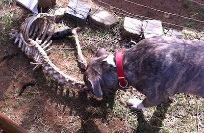 A blue-nose Brindle Pit Bull Terrier is pulling a dead animals connected rib cage and spine across a dirt surface.