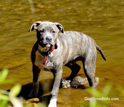 The front left side of a blue-nose brindle American Pit Bull Terrier that is playing in water and it is looking forward.
