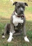 A blue-nose brindle Pit Bull Terrier is sitting in grass. He is looking down and he is sitting under the shadow of a tree.