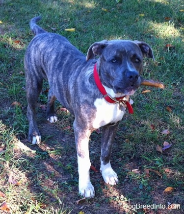 Front side view - A blue-nose brindle Pit Bull Terrier puppy standing in grass in a dirt patch looking up under the shade of a tree.
