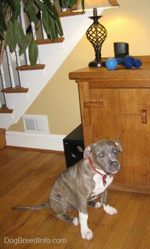 A blue-nose brindle Pit Bull Terrier puppy is sitting on a hardwood floor and he is looking forward. He is sitting next to a wooden cabinet.
