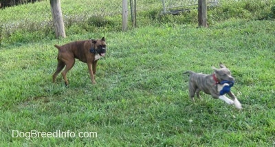 A brown with black and white Boxer is running across a field after a blue-nose brindle Pit Bull Terrier puppy with a blue rope toy in its mouth.