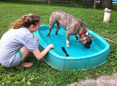 A girl in a grey shirt is sitting on the side of a kiddie pool. In the kiddie pool is a blue-nose Brindle Pit Bull Terrier, he has his face in the water.