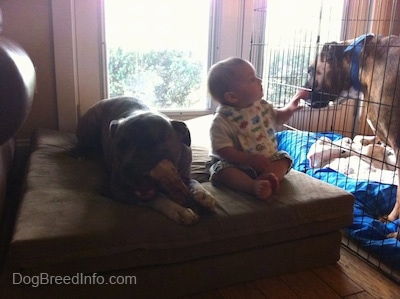 A blue-nose Brindle Pit Bull Terrier is laying on a pillow, chewing a bone and next to him is a toddler. The Toddler is touching the fence that is enclosing a brown with black and white Boxer. The Boxer is licking the toddlers fingers.