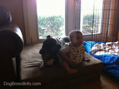 A blue-nose Brindle Pit Bull Terrier is laying on a green orthopedic dog bed pillow chewing a bone really close to the toddler sitting next to him.