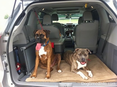 A brown with black and white Boxer is sitting on a dog bed in the back of a van. Next to him is a laying blue-nose Brindle Pit Bull Terrier. They both are panting.