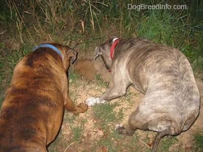 The back of a brown with black and white Boxer and a blue-nose Brindle Pit Bull Terrier are digging a hole in the ground.