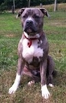 A blue-nose brindle Pit Bull Terrier is sitting in grass and he is looking forward. He is sitting up proudly.