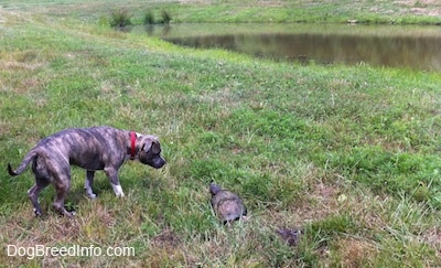A blue-nose Brindle Pit Bull Terrier is looking at a snapping turtle that is laying in the grass near a small pond.