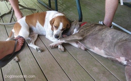 A brown and white Beagle mix is laying on top of a blue-nose Brindle Pit Bull Terrier on a wooden deck and there are people around them.