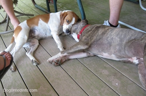 A brown and white Beagle mix and a blue-nose Brindle Pit Bull Terrier are laying on their sides on a wooden porch. There are people around them.