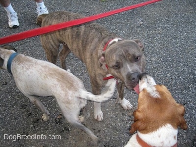 A blue-nose Brindle Pit Bull Terrier and a brown and white Beagle are licking each others face. Walking next to them is a tan and white Pit Bull mix