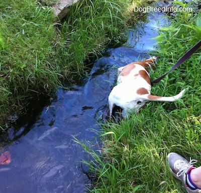 A brown and white Beagle mix is rolling around in a stream.