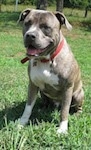 A blue-nose brindle Pit Bull Terrier is sitting in grass and is leaning over a little bit. He is panting.