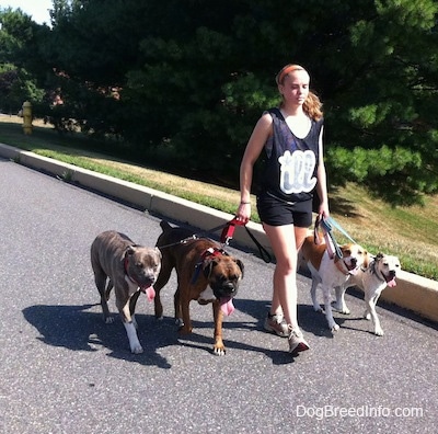 A girl in an Illadelphia tank shirt is leading four dogs on a walk down a street.