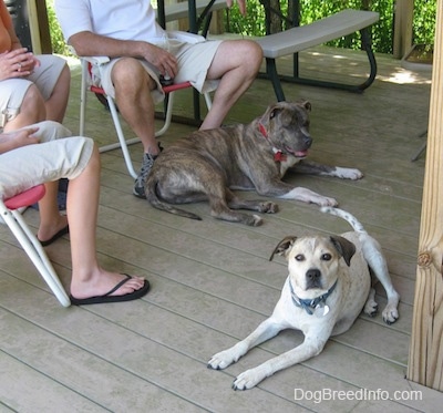 A blue-nose Brindle Pit Bull Terrier is laying on a porch in front of a person in a lawn chair. Across from him is a tan and white Pit bull mix.